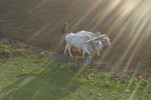 English farmers would measure the area of their land based on how much their animals could plough. O