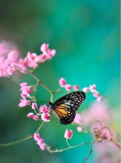 harvestheart:  Butterfly - macro photogaphy