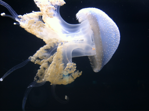 jellyfish