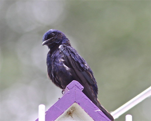 Purple Martin