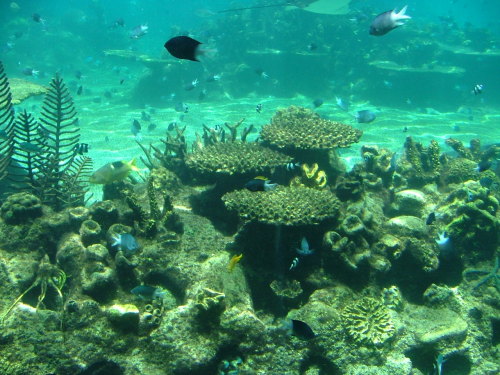 Sea World, Queensland, Australia