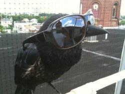         Once upon a midnight DEAL WITH IT.  I give a fuck, nevermore.  merely a bro, nothing more.  #suddenly there came a swagging as of someone gangsta rapping #rapping at my chamber door  Quoth the raven, “Swag galore”    #edgar allan bro  And