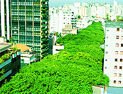 righttrackbaby:  » The most beautiful street in the world. Gonçalo de Carvalho Street, Brazil, Porto Alegre - RS 