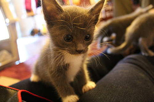 appledress:  llama0lover:  fuckyeahfelines:  (via myskinnylife)  mini paws  omg