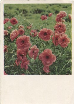 royal-rebel:  Poppies Polaroid 