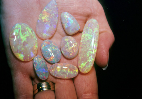 Sex opal doe pictures