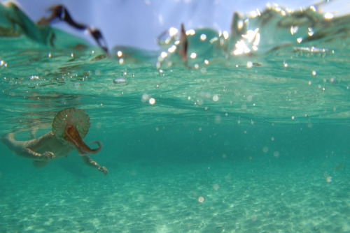 kozyndan:  Jellyfish Head Photo of kozy by dan.A lucky shot while swimming off Migjorn Beach, Formen