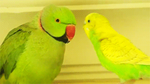 Porn Pics fat-birds:  Parakeet and Indian Ringneck