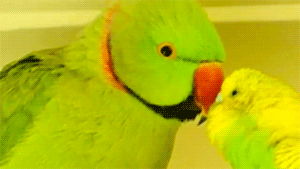 Sex fat-birds:  Parakeet and Indian Ringneck pictures