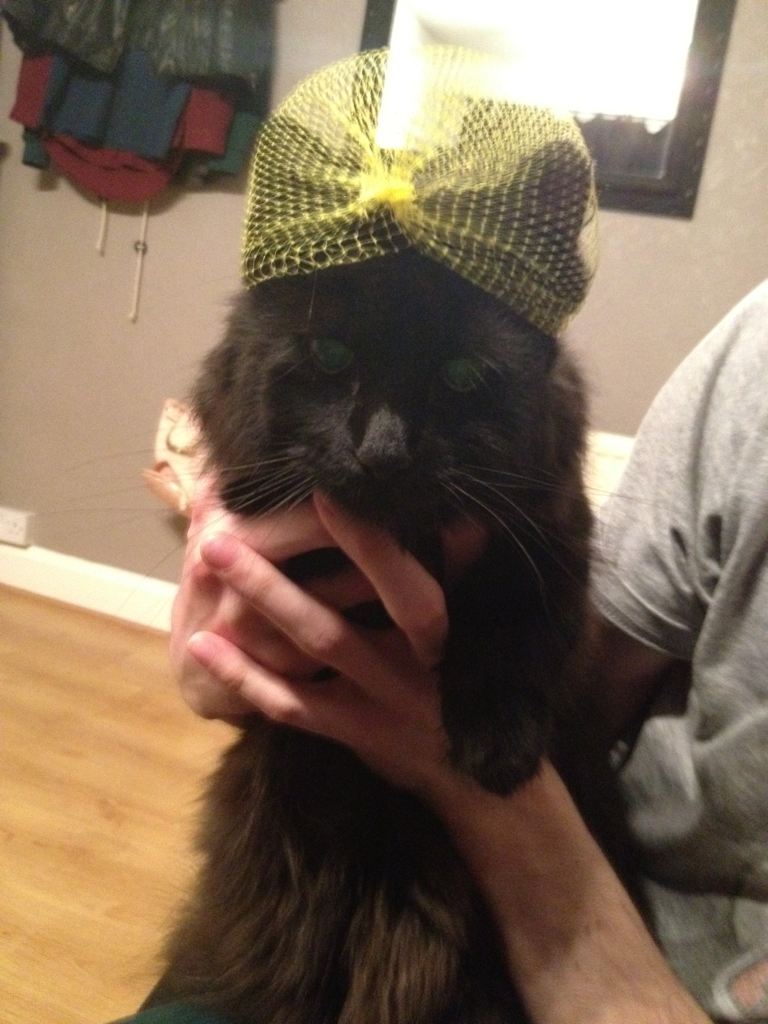 michele-weinberger:  me and Tom put a cheese net on his cats head so he looks like