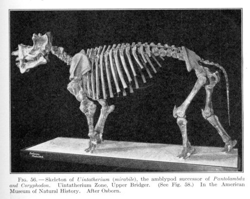 Uintatherium  Mounted specimen from American Museum of Natural History, and currently 