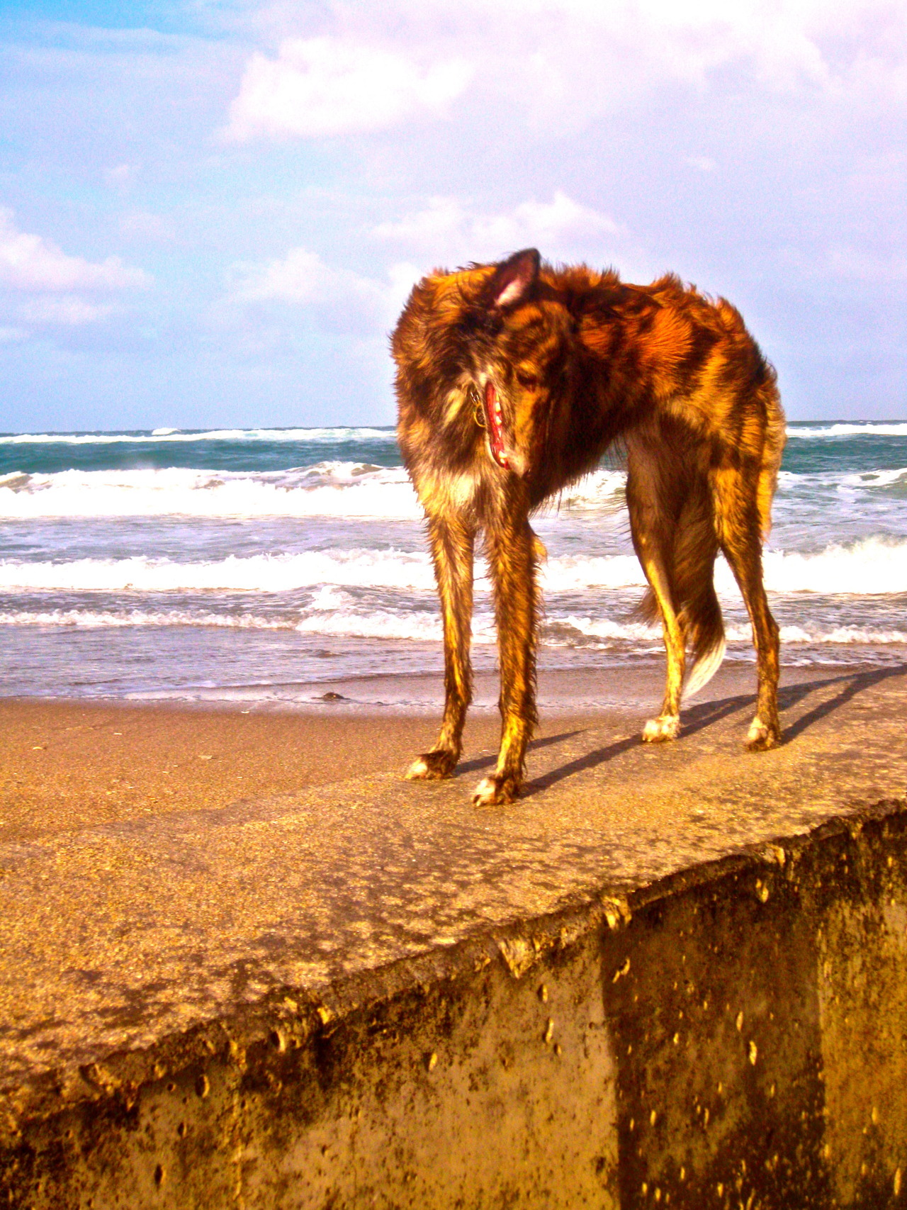 odddogblog:  Somehow, no matter what the circumstance, Arlowe always manages to look