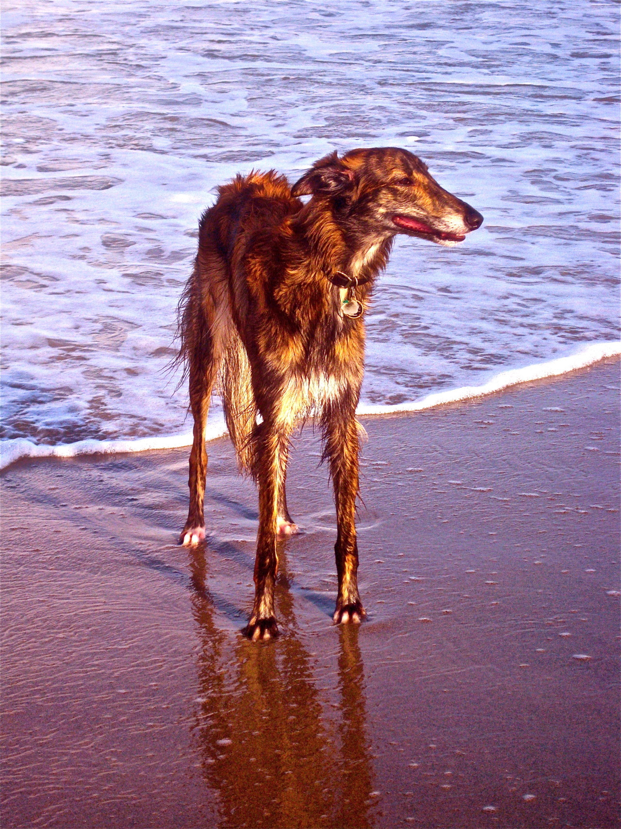 odddogblog:  Somehow, no matter what the circumstance, Arlowe always manages to look