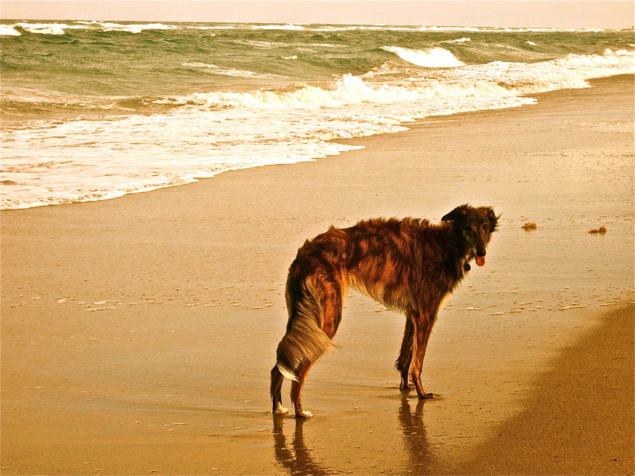 odddogblog:  Somehow, no matter what the circumstance, Arlowe always manages to look