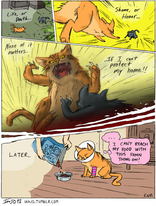 ianjq:  this happened a few weeks ago. lion’s leg is all healed now.  He hated that cone