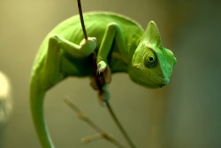 otterisms:  Veiled Chameleon (by Michael Molthagen) 