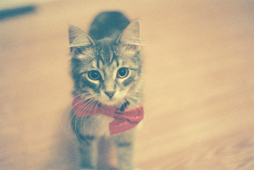 kurtsied:#’Blaine what did you DO?’ #’…nothing’ #’did you put your bowtie on the KITTEN?’ #’HE LOVES