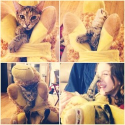 rachellmariee:  My sister strapped Cat in a pillow pet and Cat lashed back and clawed her nose omfg (Taken with instagram) 