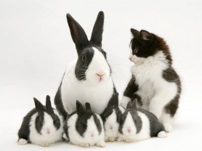 staycalmhavehope:  tveitjolras:  reallytryingtoohard:  ravingtangent:  prvrtspeak  CATS AND THEIR MATCHING BUNNIES BUNNIES AND THEIR MATCHING CATS  The bottom middle one is the best because the cat looks like it was just told it accidentally fathered