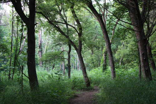 path at Bull Creek by TexasValerie on Flickr.