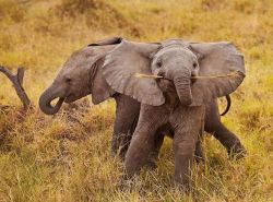 brainnsss-nom:  llbwwb:  All smiles,Happy Babies via:cutestuff  More happy elephants!  I want to know what it&rsquo;s like to be this happy.