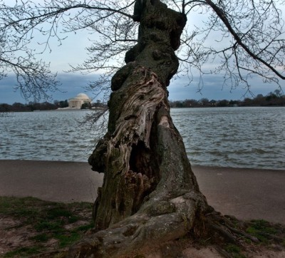 dendroica:
“You’ll seldom find a more gnarled, knobbed or bent-over bunch of geezer trees than these ancient Yoshino cherries lining a short stretch of the Tidal Basin. It’s an orchard of gnomes and trolls, a grove of exhausted old- timers boasting...