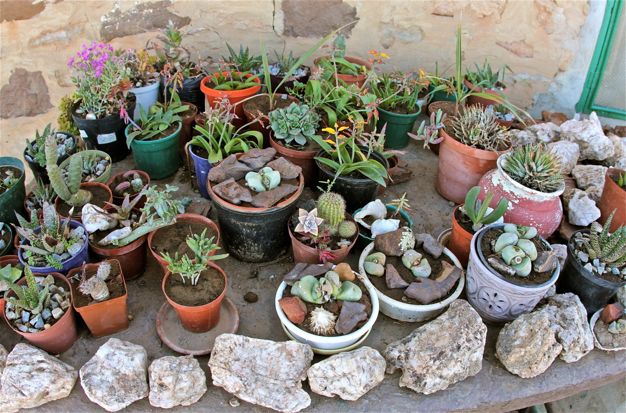 Namaqualand, I stopped at a farm stall and just loved the care and love that goes into keeping their collection of potted succulents happy and blooming. Beautiful.