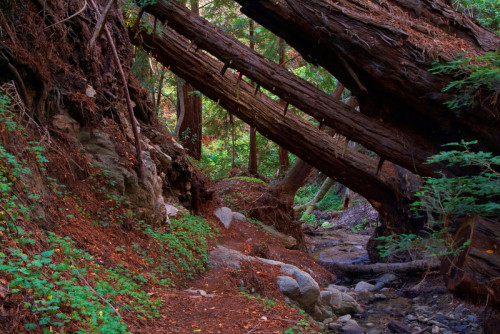 Big Sur, Redwoods.- Enter the Portal 