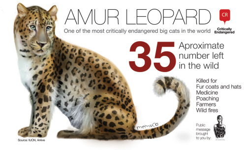 The Amur Leopard: Approximately 35 individuals left in the wild.Free environmental graphics by Memuc
