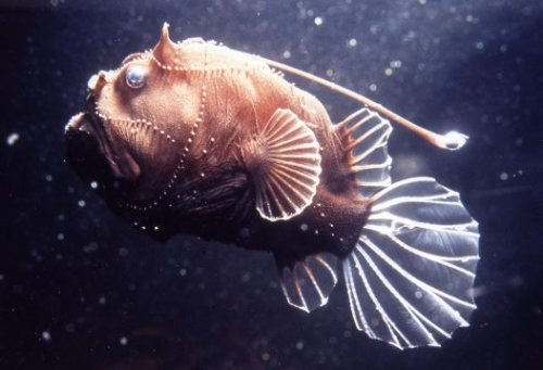 superschmelz:  deep sea love… anglerfish