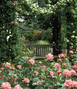 bluepueblo:  Rose Garden, Regent’s Park,