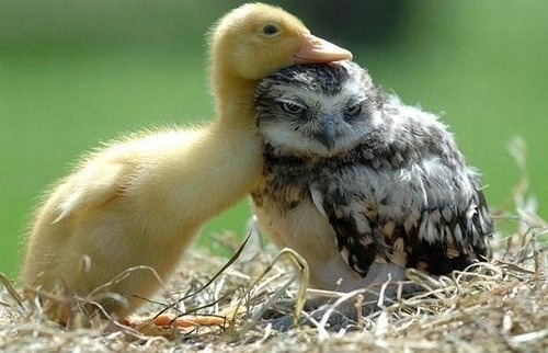 wtwtare:  please teach me to fly! please please please!  @AdorableBipolar tu y yo