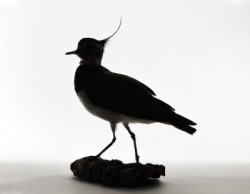 Northern Lapwing, Vanellus vanillas. 