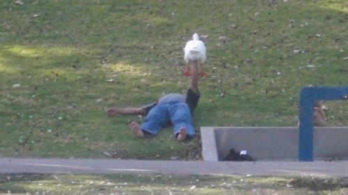 snoopdogvevo:lisabunnies:You see the weirdest things at parks in LA. This guy was bench-pressing thi