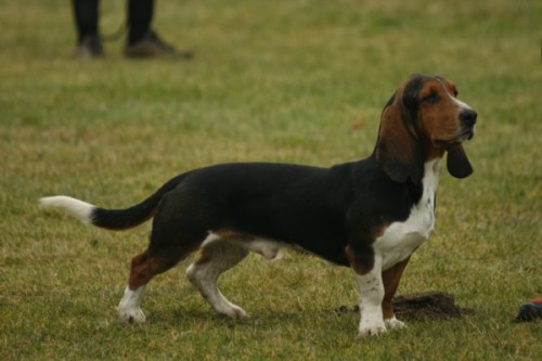 beautiful Basset Hound! Albany 