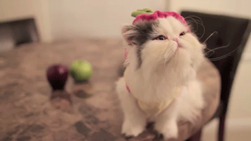 sexystoner420:  Persian babiessss &lt;33