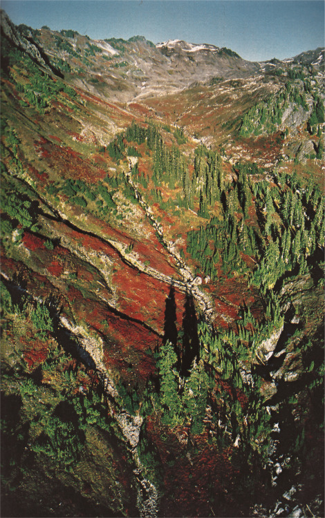 johnny-remember-me:Olympic National Park