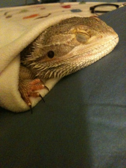 lilbabysnake:  i wrapped him up like a little burrito now hes sleep 