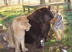 giraffewithdicksforlegs:  A lion, tiger and bear living together as friends (Thanks, kateaanne!) lion and tigers and bear  