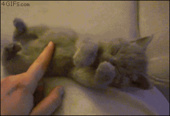 kattygirls:  Food On Your Dash :)