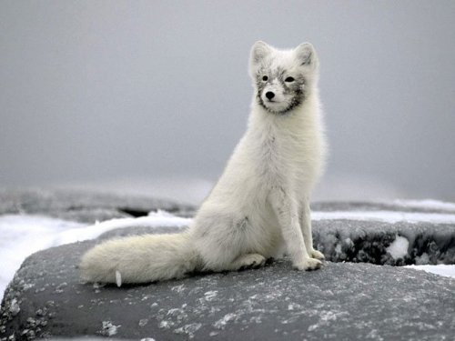 funnywildlife:  Foxie!!  ♥