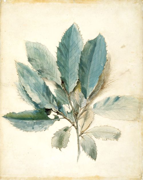 John Ruskin（British, 1819-1900）
Chestnut Leaves 1870?
Pen, ink and watercolor on white paper