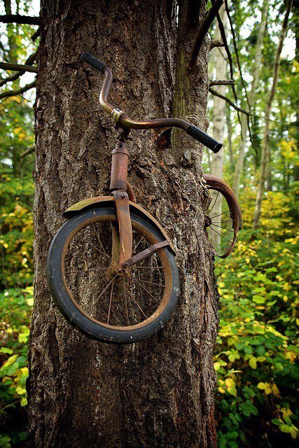 edwardspoonhands:   honeyc0mb: A boy left his bike chained to a tree when he went