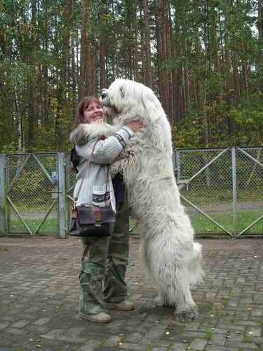 nerdgasmz:  gqgqqt:  katzewerfer:  stpitbull:  THIS IS WHAT I MEAN WHEN I SAY I WANT