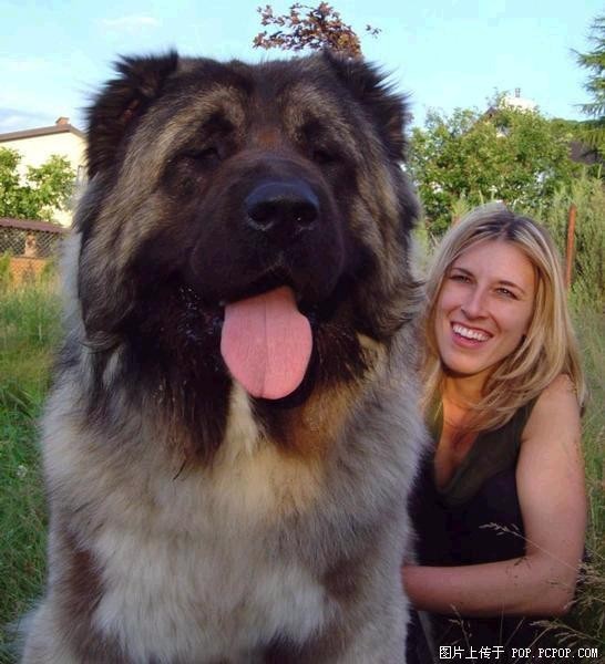 nerdgasmz:  gqgqqt:  katzewerfer:  stpitbull:  THIS IS WHAT I MEAN WHEN I SAY I WANT