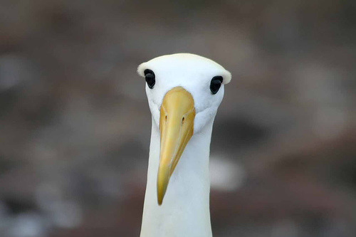Albatrosses are so awful that they&rsquo;re a metaphor for doom. Pictures don&rsquo;t really