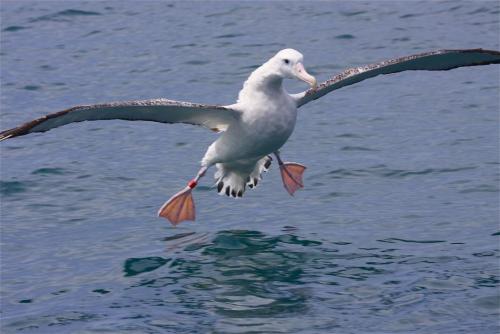 Albatrosses are so awful that they&rsquo;re a metaphor for doom. Pictures don&rsquo;t really