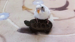 fat-birds:  Baby Budgie riding a Baby Turtle. :’)  omg