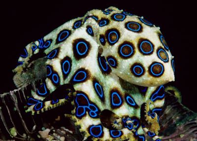 xihearthellokittyx:  Blue Ringed Octopus 