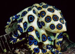 xihearthellokittyx:  Blue Ringed Octopus